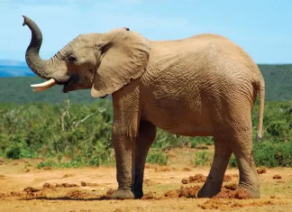 छ हात्ती मार्ने तीन जना पक्राउ